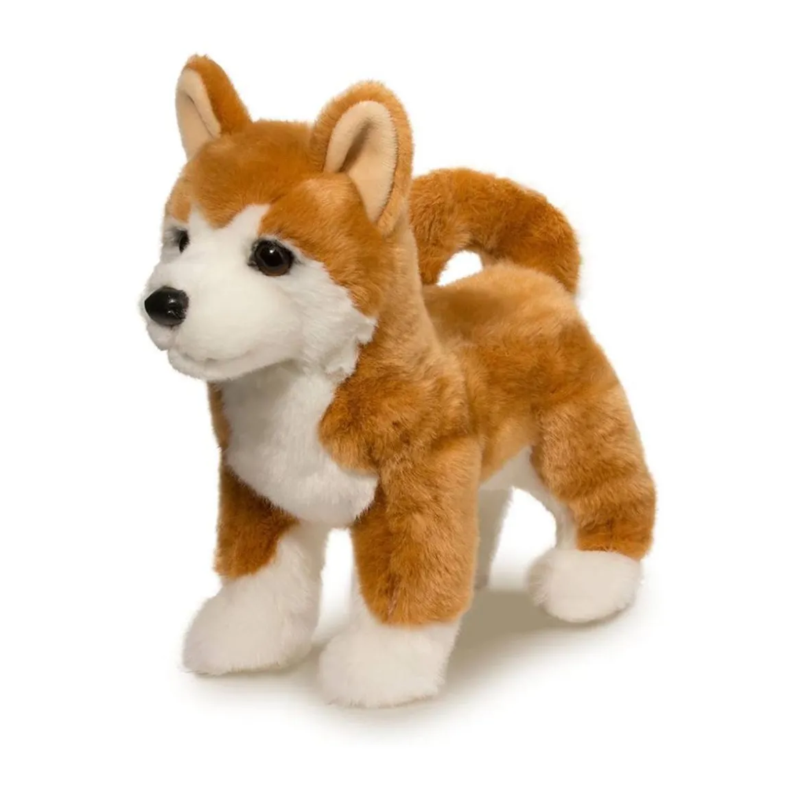 Dunham Shiba Inu
