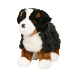 Stevie Bernese Mountain Dog